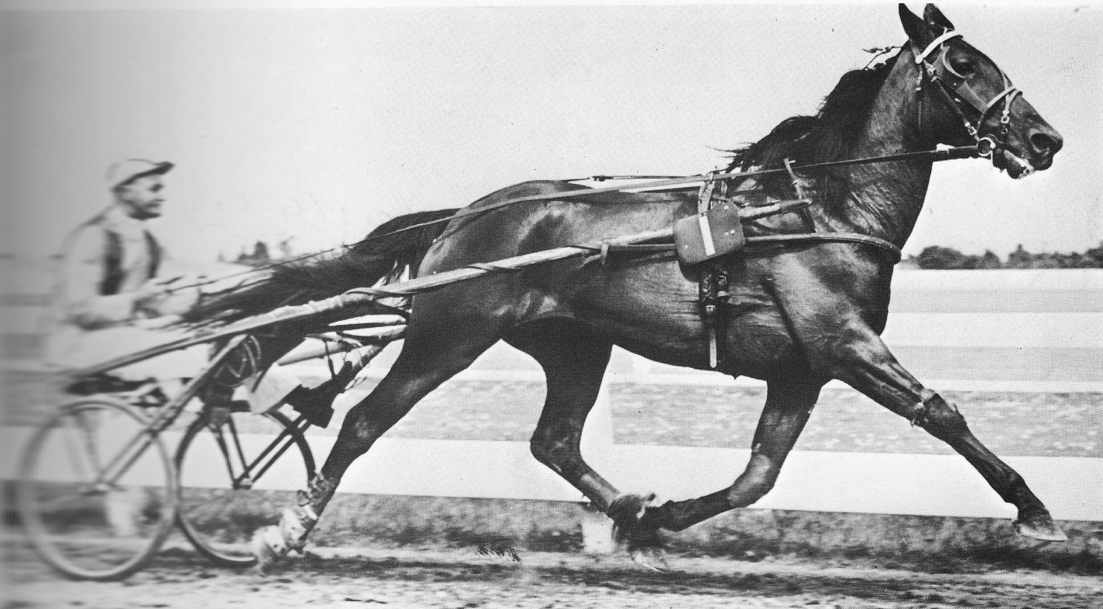 AUSTRALASIA S LEADING FAMILIES Harnessbred